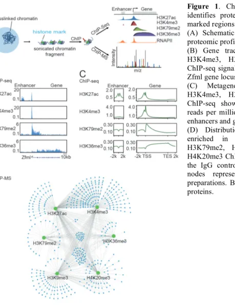 Figure  1.  Chromatin  proteomic  profiling  identifies  proteins  associated  with   histone-marked regions of chromatin