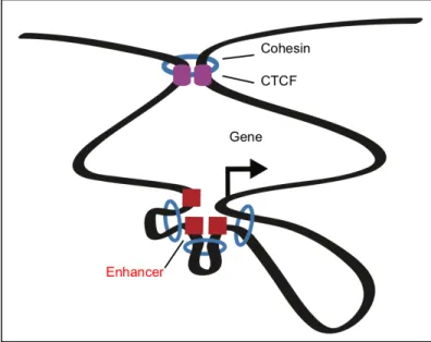 Figure 3: Insulated Neighborhood: Cohesin ring structures (blue)  and CTCF (purple) organize chromosome loop structures