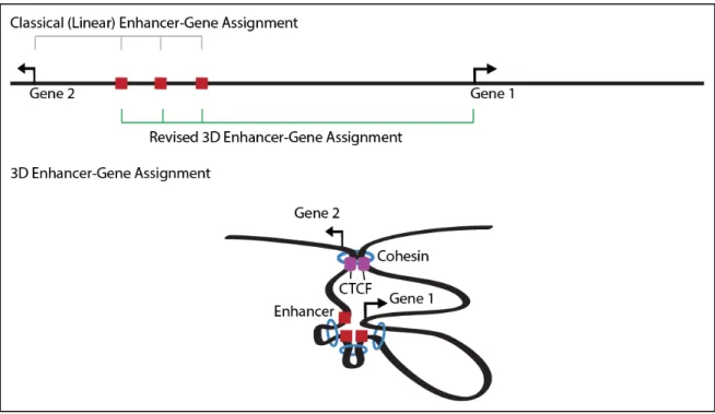 Figure  4:  Linear enhancer-gene  assignment methods assign enhancers to  the nearest gene on  the linear  genome  representation