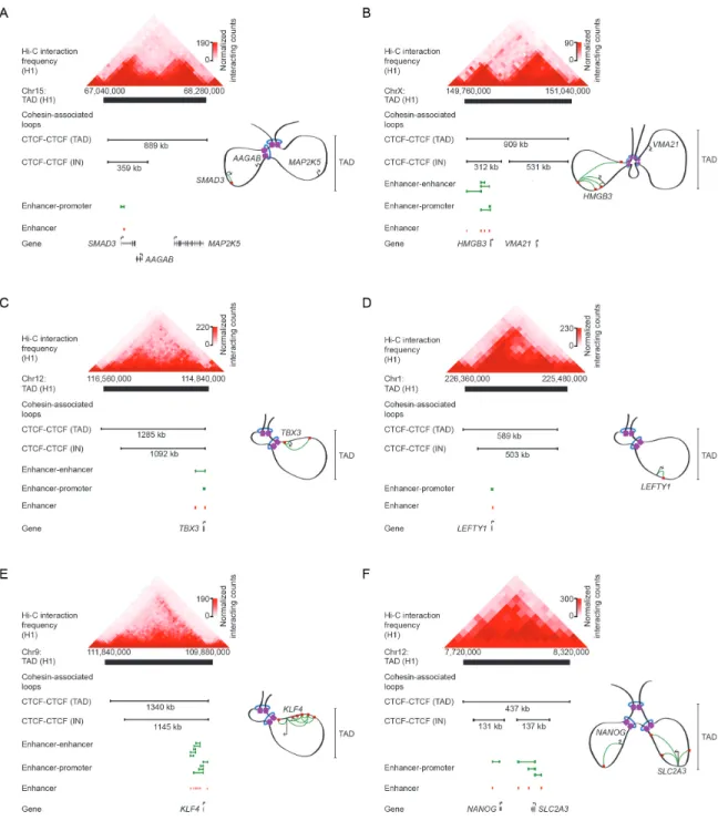 Figure 4. 3D Regulatory Structures of TADs Containing Key Pluripotency Genes 