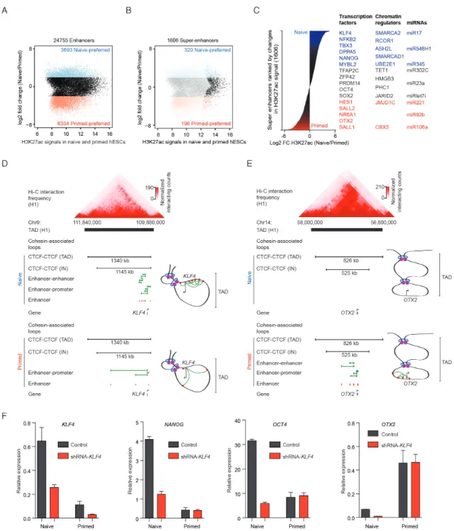 Figure  5.  Differential  Enhancer  Landscape  Reveals  Key  Transcription  Factors,  Chromatin  Regulators,  and MicroRNAs in Naive and Primed Pluripotencies 