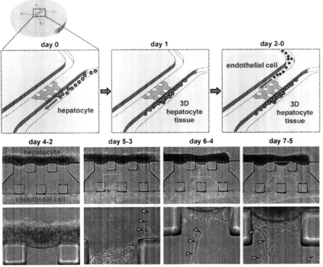 Figure  2-2:  Schematic  of microfluidic  device  and experimental  images  for  endothelial  cell  and hepatocyte  co-culture  to study  transport-mediated  angiogenesis  [5]