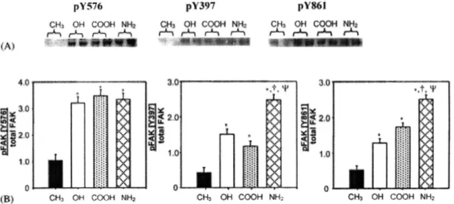 Figure  2-3:  Site-specific  phosphorylation  of focal  adhesion  kinase  (FAK)  depending  on  surface chemistries  [12]