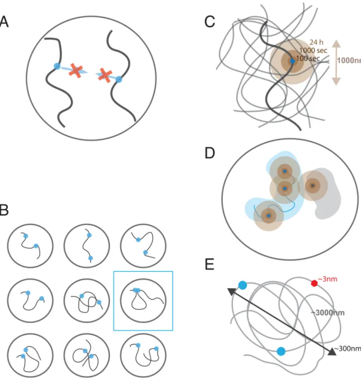 Figure 2. Physical aspects of chromosomal communication