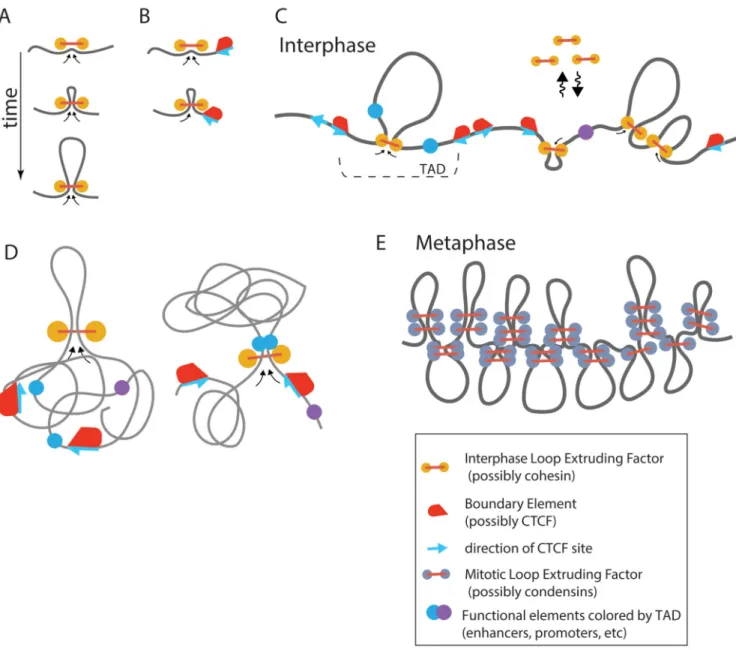 Figure 3. Loop extrusion as a moderator of chromosomal communications