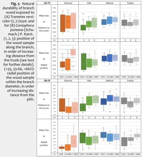 Fig. 5 - Natural durability of branch wood exposed to (A) Trametes  versi-color (L.) Lloyd