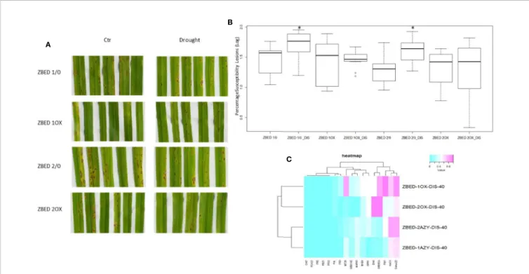 FIGURE 6 | Disease resistance in ZBED-OX after drought stress. (A) Phenotypic evaluation of ZBED plants inoculated with M