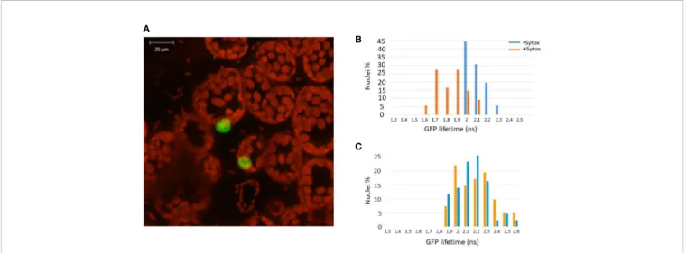 FIGURE 2 | ZBED localizes to the nucleus and binds DNA. The GFP-ZBED fusion protein was transiently expressed in N