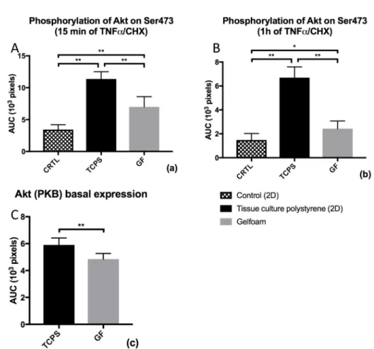 Figure 3. Basal protein expression and phosphorylation of Akt at Ser473