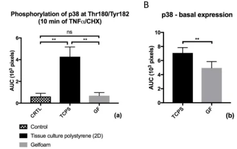 Figure 6. Basal protein expression and phosphorylation of p38-MAPK at Thr180/Tyr182 Figure 6A shows phosphorylation of p38-MAPK at Thr180/Tyr182 after treatment with a  combination of TNF-α and CHX for 10 minutes for ECs on 2D-TCPS and in a Gelfoam  matrix