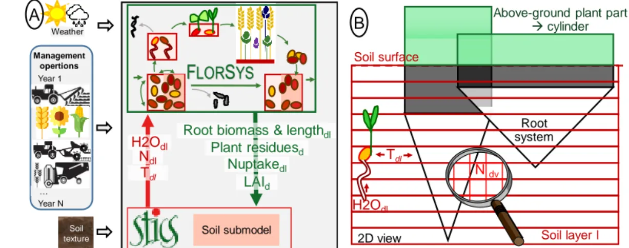 Figure 3. Connecting the STICS soil submodel to the 3D individual-based F LOR S YS  weed dynamics model