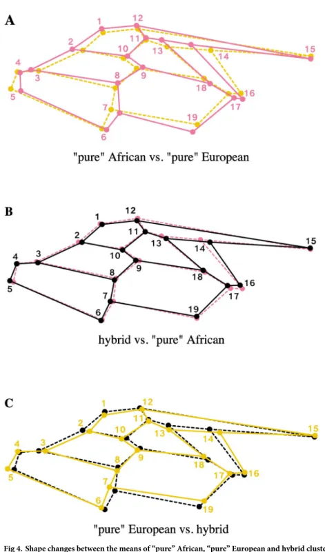 Fig 4. Shape changes between the means of “pure” African, “pure” European and hybrid clusters along the first axis of the between-group PCA