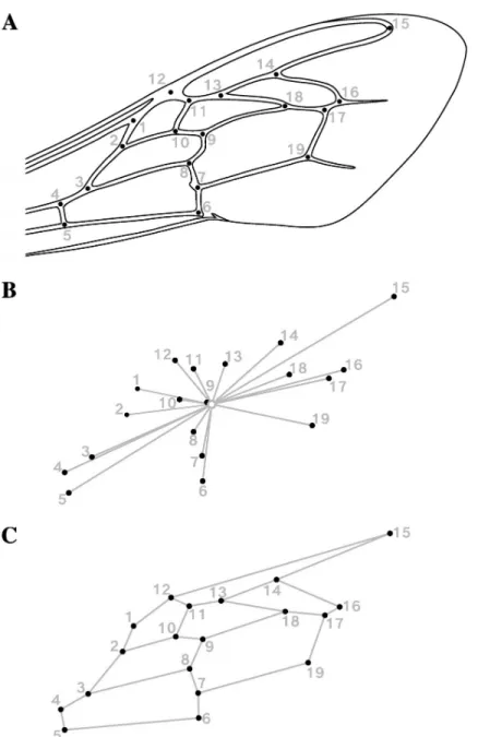 Fig 1. Geometric morphometrics of the forewing venation of honeybee workers (Apis mellifera)