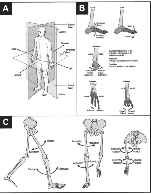 Figure  2-4:  Body  Planes  &amp;  Lower  Extremity  Joint  Motion.  (A)  The  sagittal, frontal,  and  transverse  anatomical  planes  each  transect  the  human  body  for  the purpose  of describing  anatomical  landmarks  and  the  nature  of body  mot