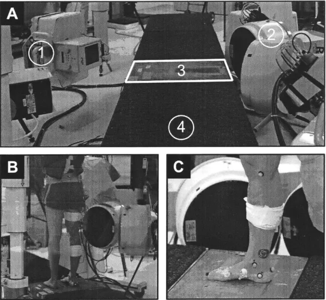 Figure  3-2:  Experimental  Setup - A)  BiFlo  Experimental  Setup,  including  (1)  two x-ray  sources,  (2)  two  image  intensifiers,  (3)  a  force  plate,  and  (4)  a  5  m walkway.