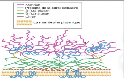 Figure 1. Organisation moléculaire de la paroi de 1.2.2. Propriétés physicochimiques 