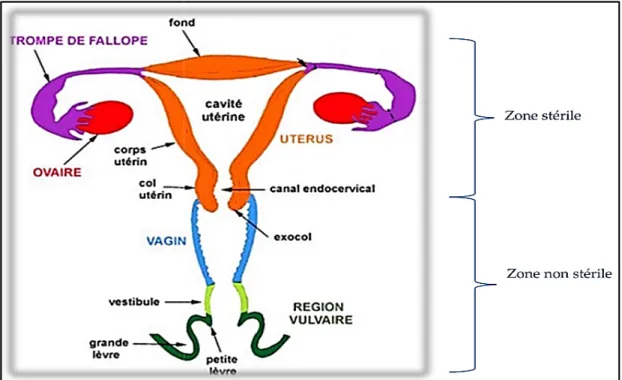 Figure 7. Coupe frontale de l’appareil génital féminin  2.1.1. Tractus génital supérieur