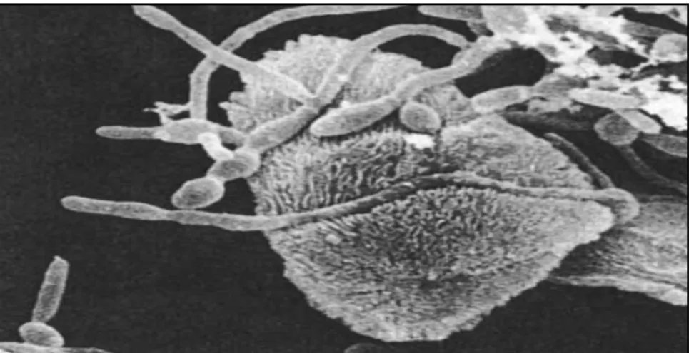 Figure 9. Adhérence des hyphes de C. albicans à une cellule épithéliale vaginale  (Anderson et Odds, 1985)