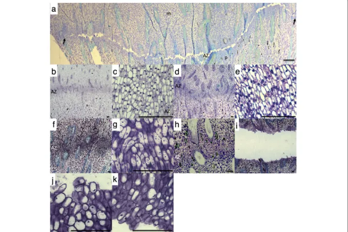 Fig. 1 Comparison of the abscission zone, mesocarp and pedicel tissues at the base of the oil palm fruit in response to ethylene and during natural abscission in the field
