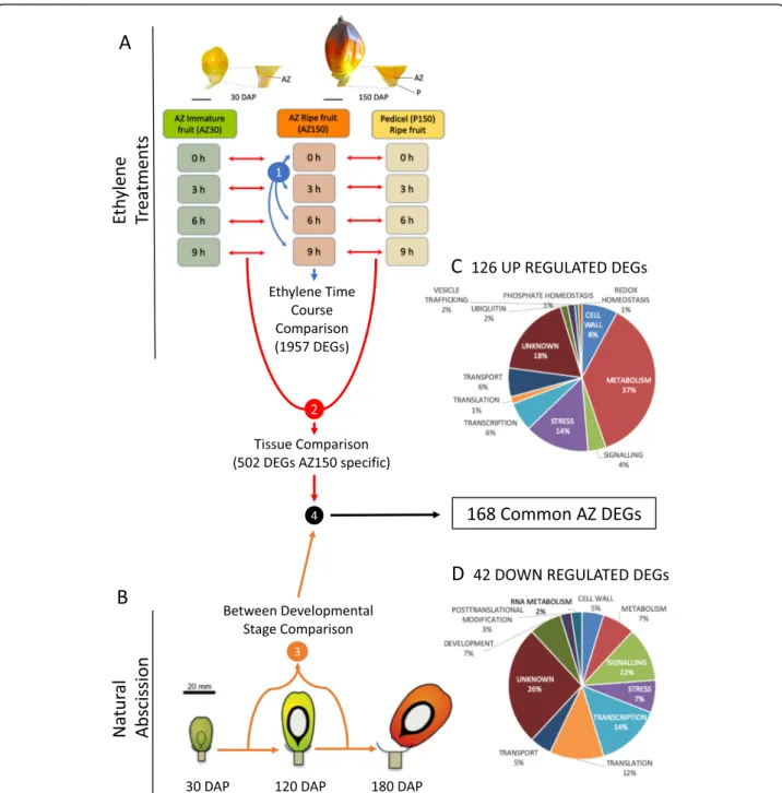 Fig. 2 A multi-scale comparative transcriptome analysis approach was used to screen for genes activated or repressed in the ripe fruit AZ during abscission