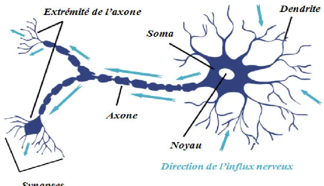 Figure II. 1. Schéma d’un neurone biologique.