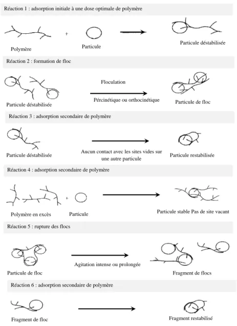 Figure 2.1 – Diff´erents ph´enom`enes de coagulation-floculation produits par un polym`ere [3]