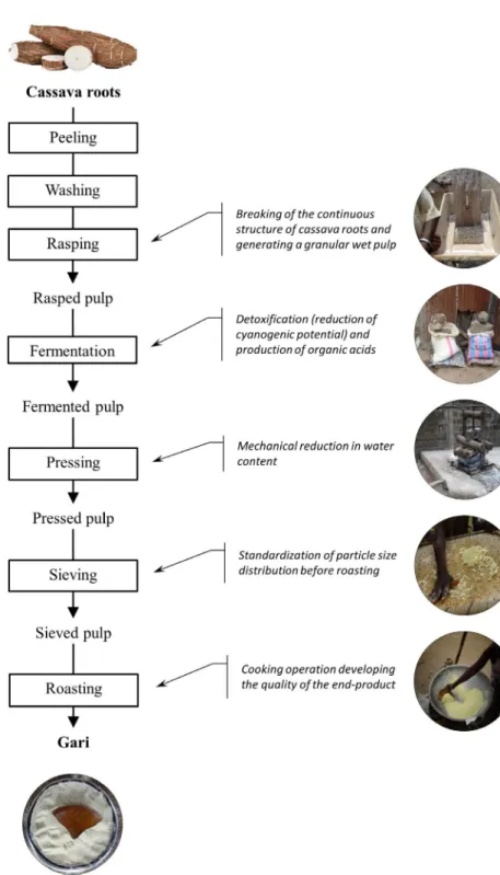 Figure 1 Process diagram to transform cassava roots into gari.