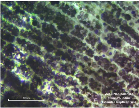 Figure 2 Micrograph of cassava root tis- tis-sue showing starch granules contained in intracellular compartments