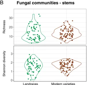 Fig 2. Violin plots of rice microbial α diversity (richness and Shannon diversity indexes) across HHRTS landraces and modern rice varieties for (A) the rice stem bacterial communities and (B) the rice stem fungal communities as well as (C) the rice root ba