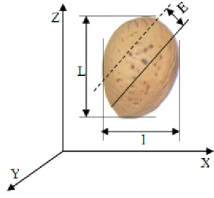 Figure III.4: Les dimensions du grain d’amande : L, longueur ; l, largeur ; E, épaisseur