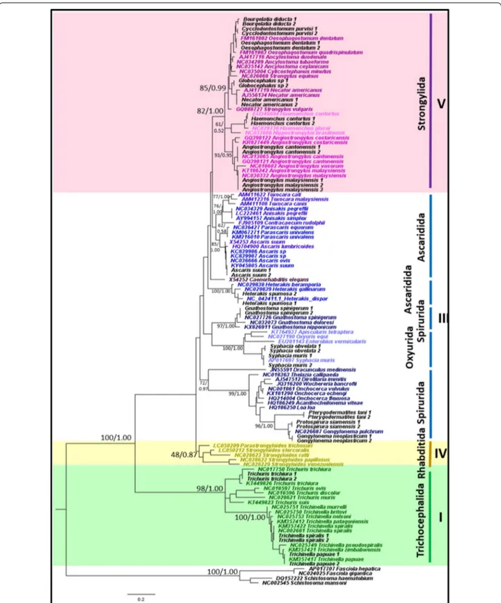 Fig. 3  Phylogeny of representative species using mitochondrial concatenated 12S and 16S rRNA sequences as a genetic marker