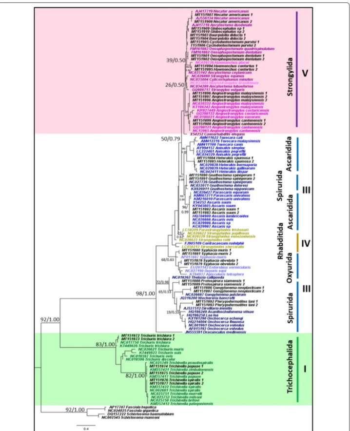 Fig. 2  Phylogeny of representative species using mitochondrial 16S rRNA gene sequences as a genetic marker