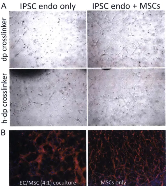 Figure  2-8.  IPSC endothelial  cells co-cultured  with  mesenchymal  stem  cells.  (A)