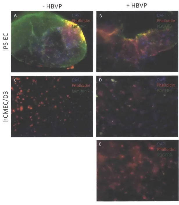 Figure  2-10.  Comparison  between  performance  of IPSC endothelial  cells  and brain