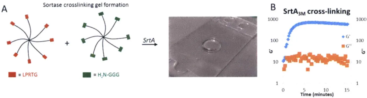 Figure  3-1.  SrtA-mediated  crosslinking  of functionalized  PEG  macromers.  (A)  SrtA- SrtA-mediated  cross-linking  scheme