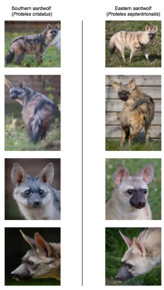 Figure  6.  Phenotypic  comparisons,  highlighting  the  differences  in  fur  coloration  and  stripe  pattern,  between 558 