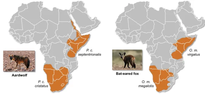 Figure 1. Disjunct distributions of the aardwolf (Proteles cristatus) and the bat-eared fox (Otocyon megalotis) 127 
