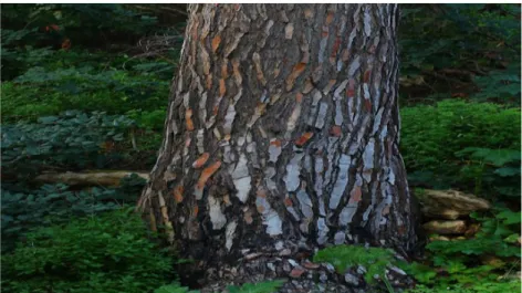 Figure 04 : Photo illustre les aiguilles de Pinus halepensis (Photo originale, 2020). 