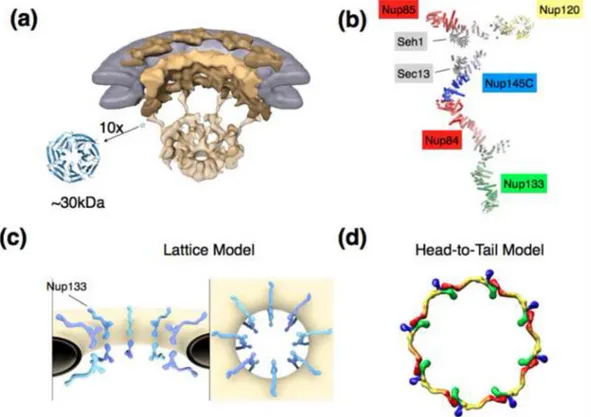 Figure 1. Structural aspects of the NPC and scaffold models