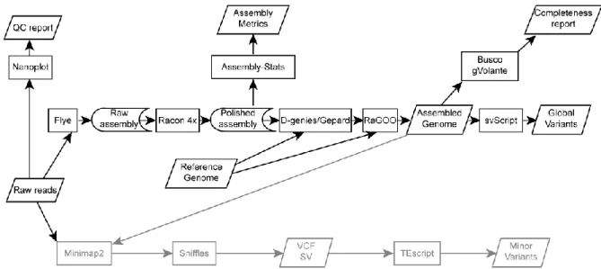 Figure 1. Schematic of the method used for genome assembly and for TEI detection. 