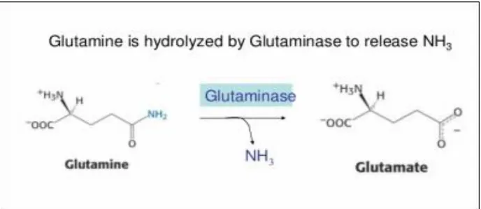Figure 02: L’hydrolyse enzymatique de la L-glutamine par la L-glutaminase (White et al.,  1959) 