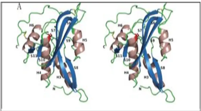 Figure 03: La structure globale d’une molécule de PG (Hashizume et al., 2011)