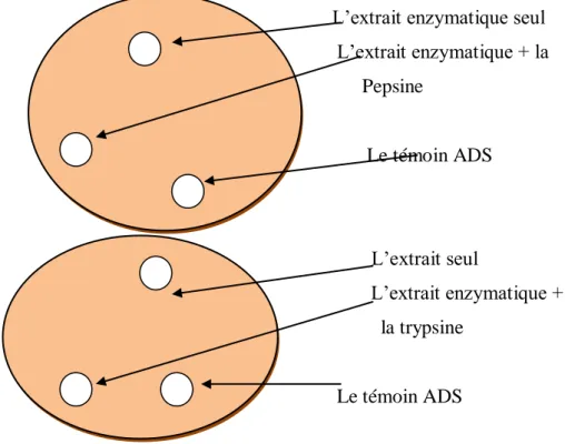 Figure 06 : Schéma résumant le test de sensibilité aux protéases, réalisé par la  méthode de diffusion des puits