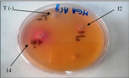 Figure 08: Activité de la L-arginine deiminase dans les extraits bactériens 5 et O8F sur milieu  MGA modifié.