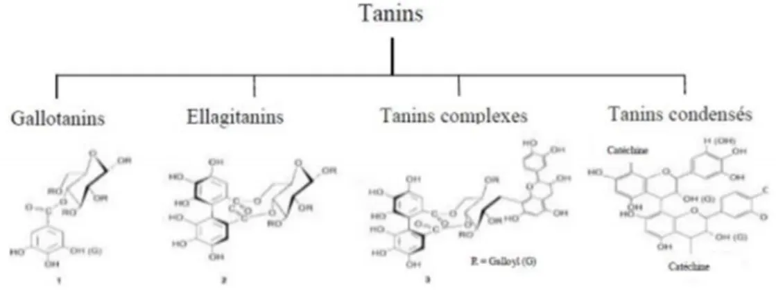 Figure n°3 : Différentes structures des tanins. 