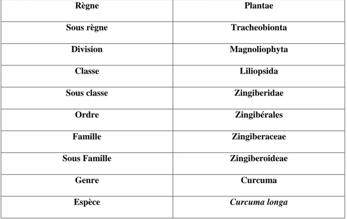 Tableau II: Classification botanique du Curcuma longa