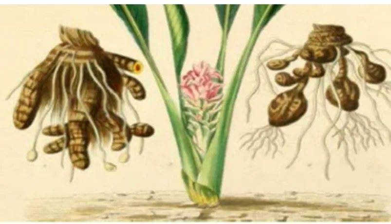 Figure n°9: Feuilletage de Curcuma longa L. (Grugeau, 1995). 