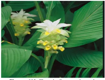Figure n°10: Fleur de Curcuma longa L. 