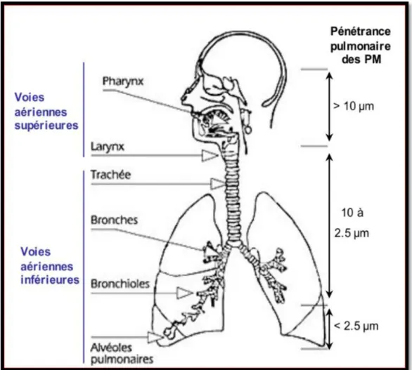 Figure I.3 :  Appareil respiratoire et pénétration des particules (source CITEPA) 