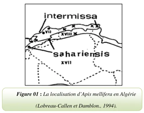Figure 01 : La localisation d’Apis mellifera en Algérie   (Lobreau-Callen et Damblon., 1994).